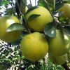 Cam xoàn loại 1, trồng tự nhiên